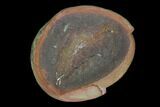 Fossil Shrimp (Kallidecthes) Nodule (Pos/Neg) - Illinois #120894-2